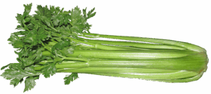 Die knackigen Staudensellerie-Stangen sind perfekt mit Dip oder im Salat