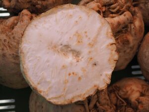 Sellerieknollen kann man zum Rohessen hobeln oder raspeln